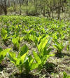 Skunk cabbage  (c) 2003 DCA