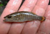 young smallmouth bass  (c) 2005 DCA