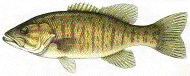 Smallmouth bass - Common Ohio sport fish, Ohio EPA