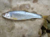 Spotfin shiner (c) 2005 DCA