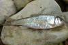 striped shiner (c) 2005 DCA