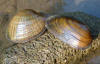 Wavyrayed lampmussel and kidneyshell mussel    (c) 2002 DCA