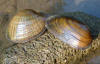 Wavyrayed lampmussel and kidneyshell mussel    (c) 2002 DCA