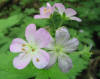 Wild geranium  (c) 2003 DCA